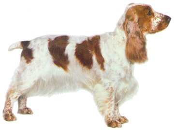 English Cocker Spaniel picture