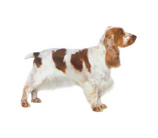 English Cocker Spaniel