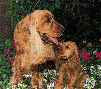 English Cocker Spaniel picture