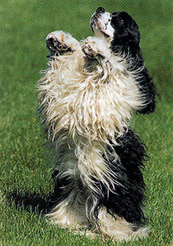 American Cocker Spaniel picture