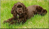 Cocoa