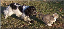 Buster chasing cat