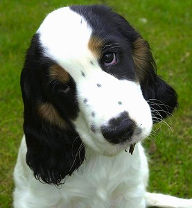 Jessie: An English Cocker Spaniel