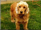 Holly
