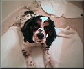 Peanut
