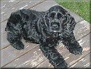 Rudy