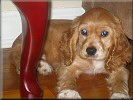 Lola