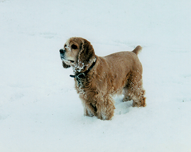 Tail docked cocker spaniel