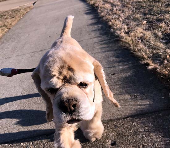 American cocker spaniel with docked tail