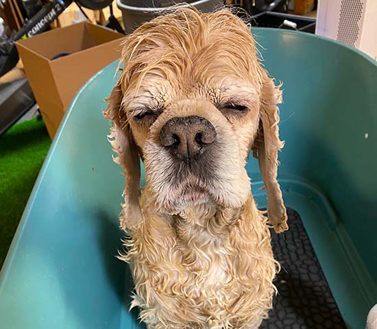 Cocker spaniel in bath tub