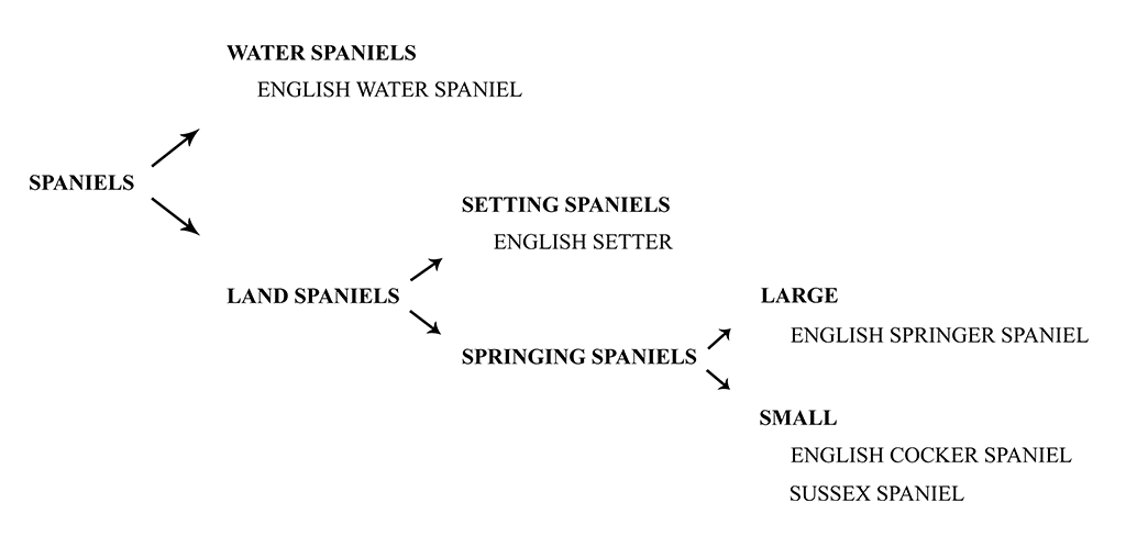 Ancestry of Cocker Spaniels